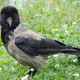 Illustration for article titled I Am So Tempted to Say that These European Crows Are Racists